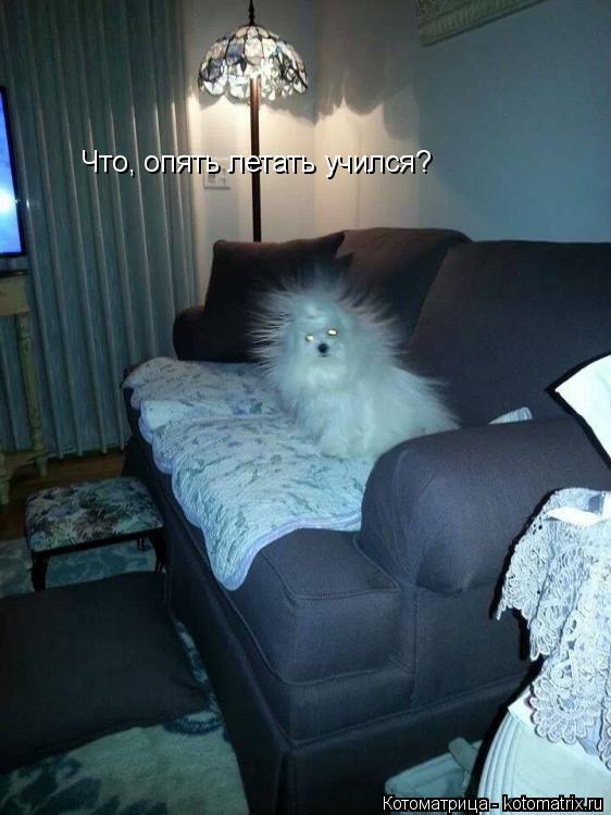 Котоматрица: Что, опять летать учился?