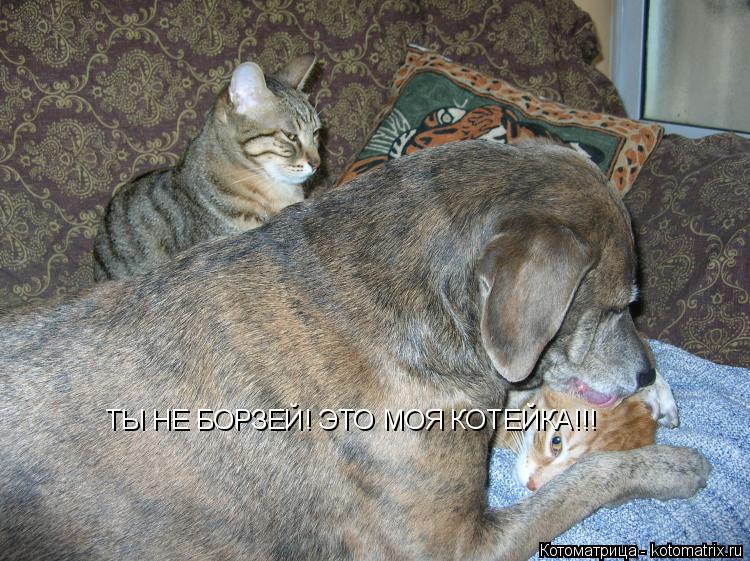 ТЫ НЕ БОРЗЕЙ! ЭТО МОЯ КОТЕЙКА!!!... Котоматрица: ТЫ НЕ БОРЗЕЙ! ЭТО МОЯ КОТЕЙКА!!!