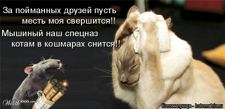 Котоматрица: За пойманных друзей пусть  месть моя свершится!! Мышиный наш спецназ котам в кошмарах снится!!