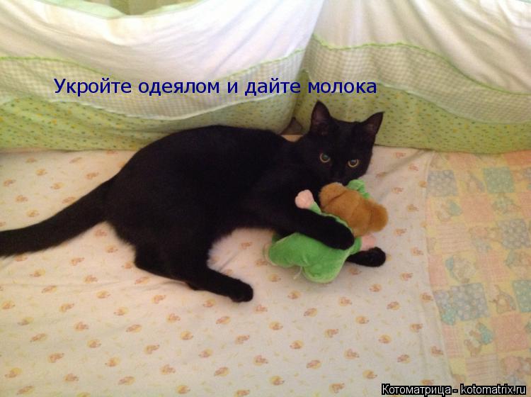 Котоматрица: Укройте одеялом и дайте молока