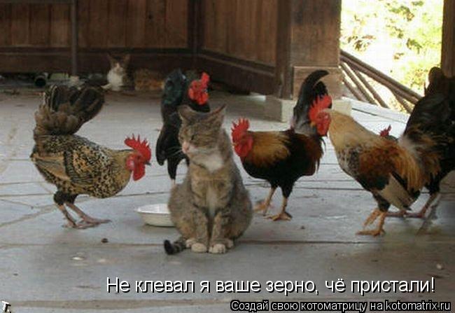 Котоматрица: Не клевал я ваше зерно, чё пристали!