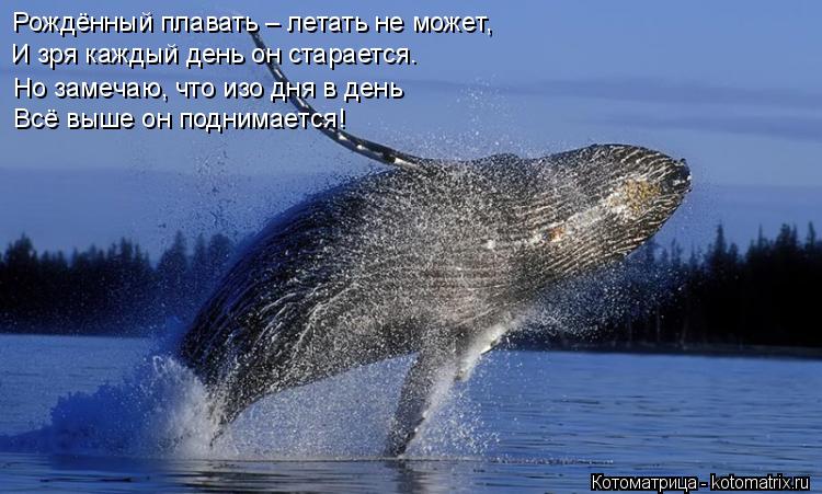Рождённый плавать – летать не может, И зря каждый день он старается. Но замечаю, что изо дня в день В... Котоматрица: Рождённый плавать – летать не может, И зря каждый день он старается. Но замечаю, что изо дня в день Всё выше он поднимается!