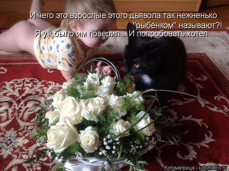 Котоматрица: И чего это взрослые этого дьявола так нежненько "рыбёнком" называют?! Я уж было им поверил... И попробовать хотел...