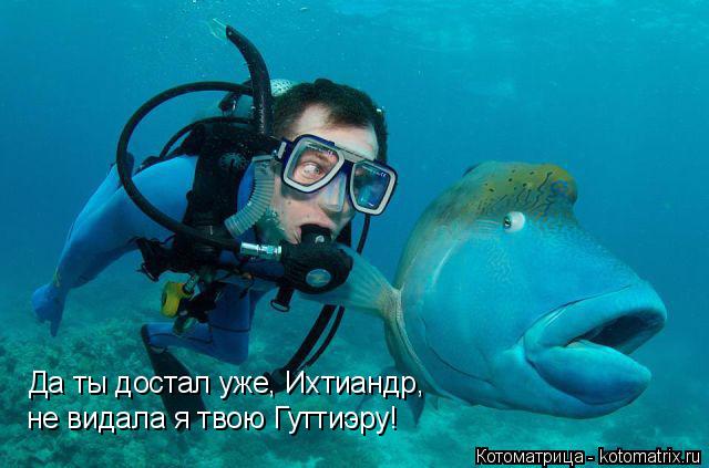 Котоматрица: Да ты достал уже, Ихтиандр, не видала я твою Гуттиэру!