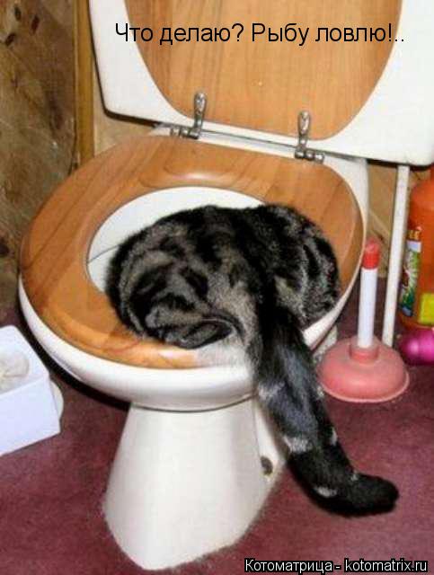 Котоматрица: Что делаю? Рыбу ловлю!..