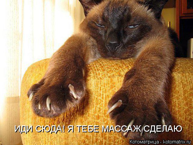 ИДИ СЮДА! Я ТЕБЕ МАССАЖ СДЕЛАЮ... Котоматрица: ИДИ СЮДА! Я ТЕБЕ МАССАЖ СДЕЛАЮ