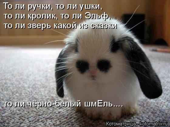 То ли ручки, то ли ушки, то ли кролик, то ли Эльф, то ли зверь какой из сказки то ли чёрно-белый шмЕл... Котоматрица: То ли ручки, то ли ушки, то ли кролик, то ли Эльф, то ли зверь какой из сказки то ли чёрно-белый шмЕль....