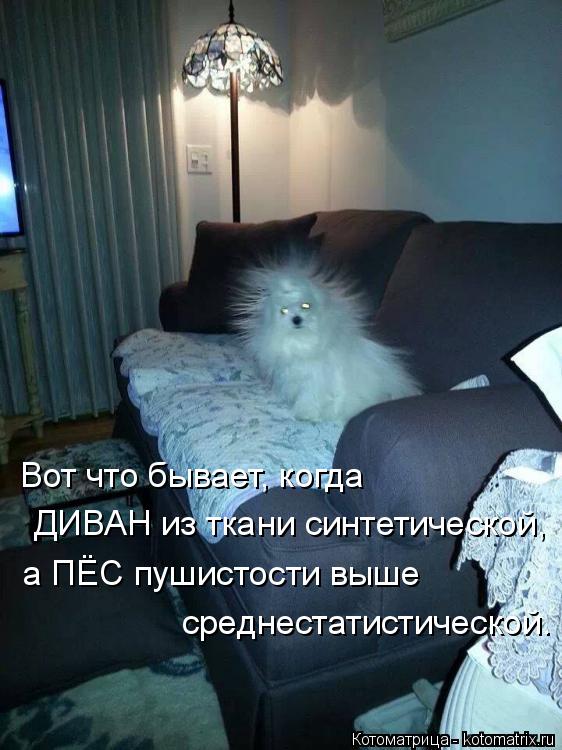 а ПЁС пушистости выше среднестатистической. ДИВАН из ткани синтетической, Вот что бывает, когда... Котоматрица: а ПЁС пушистости выше среднестатистической. ДИВАН из ткани синтетической, Вот что бывает, когда