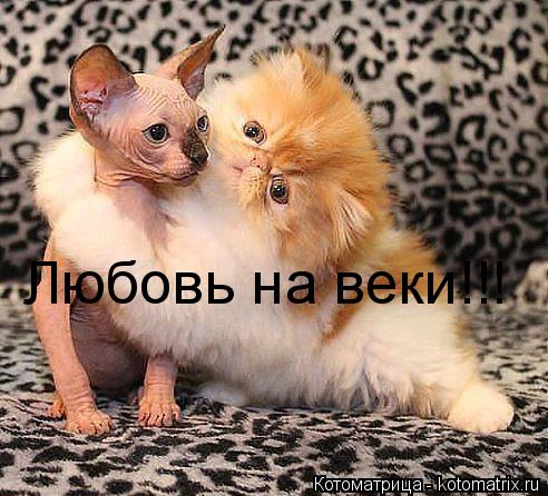 Котоматрица: Любовь на веки!!!