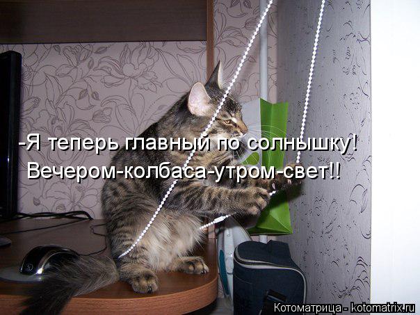 Котоматрица: -Я теперь главный по солнышку! Вечером-колбаса-утром-свет!!