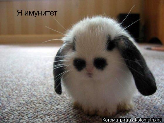 Котоматрица: Я имунитет