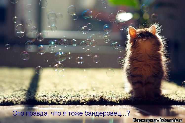 Котоматрица: Это правда, что я тоже бандеровец...?