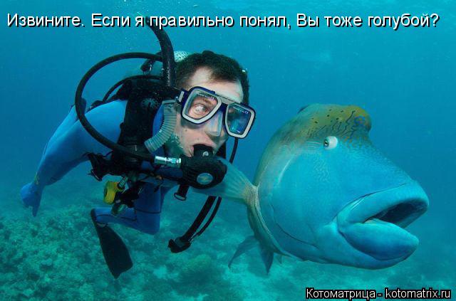 Извините. Если я правильно понял, Вы тоже голубой?... Котоматрица: Извините. Если я правильно понял, Вы тоже голубой?