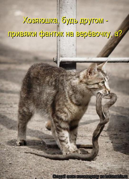 Котоматрица: Хозяюшка, будь другом -  привяжи фантик на верёвочку, а?