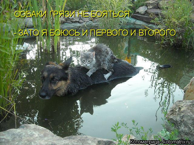 Котоматрица: СОБАКИ ГРЯЗИ НЕ БОЯТЬСЯ - ЗАТО Я БОЮСЬ И ПЕРВОГО И ВТОРОГО