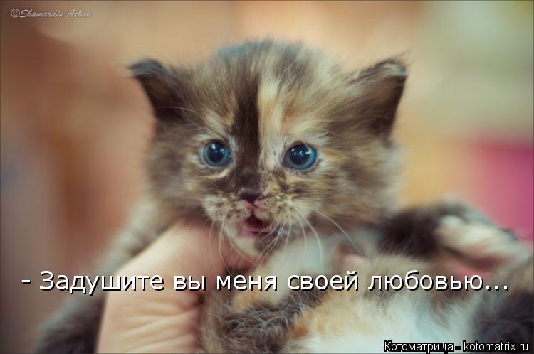 - Задушите вы меня своей любовью...... Котоматрица: - Задушите вы меня своей любовью...