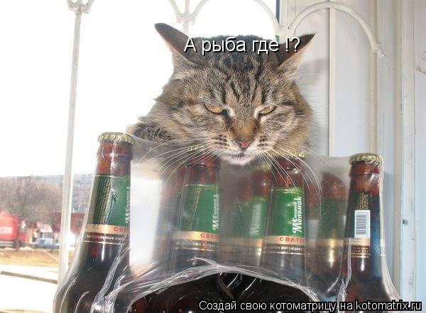Котоматрица: А рыба где !?