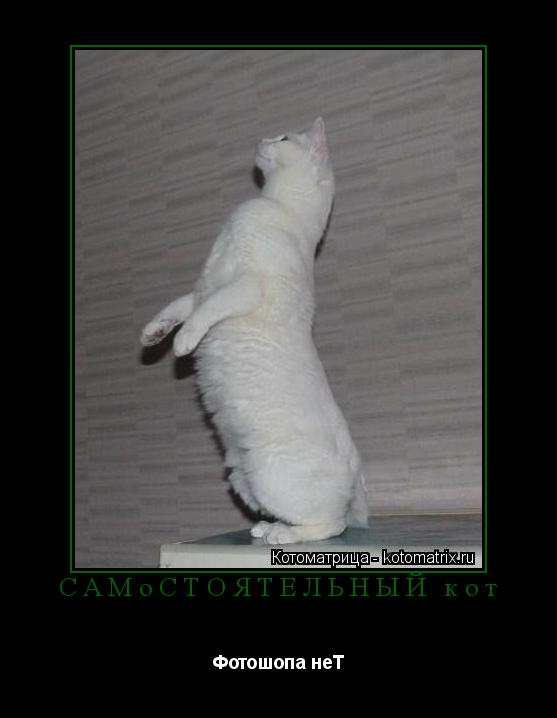 Котоматрица: САМоСТОЯТЕЛЬНЫЙ кот Фотошопа неТ