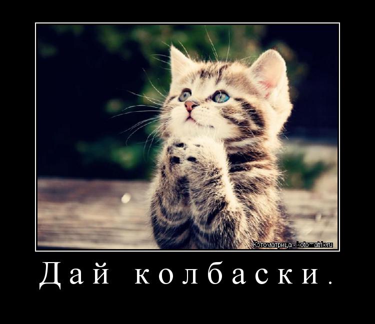 Дай колбаски. ... Котоматрица: Дай колбаски.