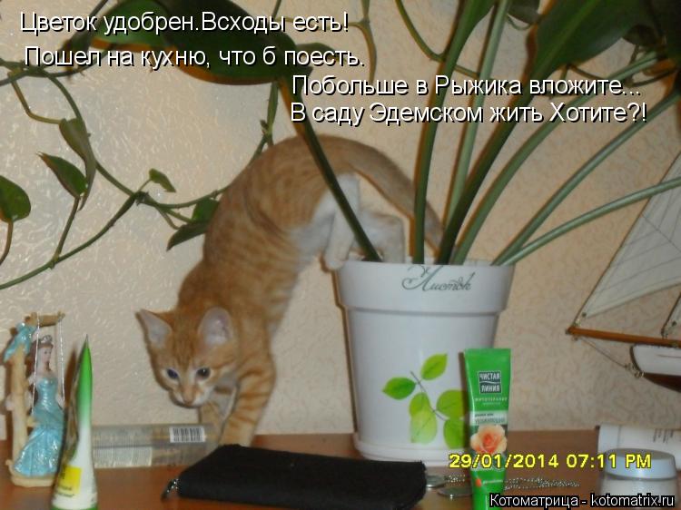 Котоматрица: Цветок удобрен.Всходы есть! Пошел на кухню, что б поесть. Побольше в Рыжика вложите... В саду Эдемском жить Хотите?!