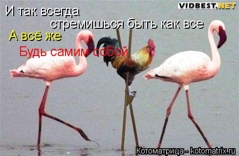 Котоматрица: И так всегда стремишься быть как все А всё же  Будь самим собой