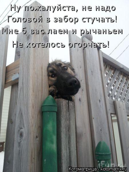 Ну пожалуйста, не надо Головой в забор стучать! Мне б вас лаем и рычаньем Не хотелось огорчать!... Котоматрица: Ну пожалуйста, не надо Головой в забор стучать! Мне б вас лаем и рычаньем Не хотелось огорчать!