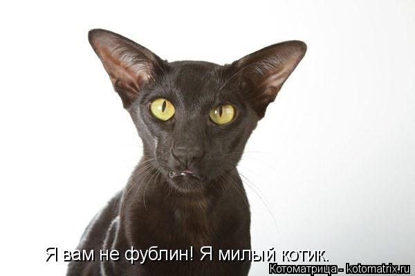 Котоматрица: Я вам не фублин! Я милый котик.