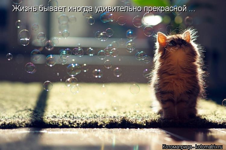 Котоматрица: Жизнь бывает иногда удивительно прекрасной ...