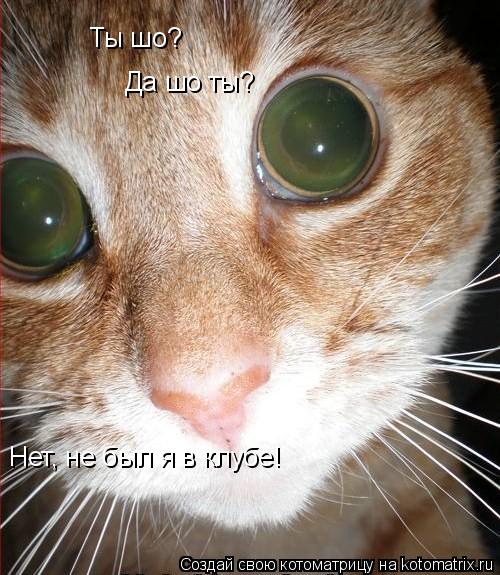 Котоматрица: Ты шо? Да шо ты? Нет, не был я в клубе!