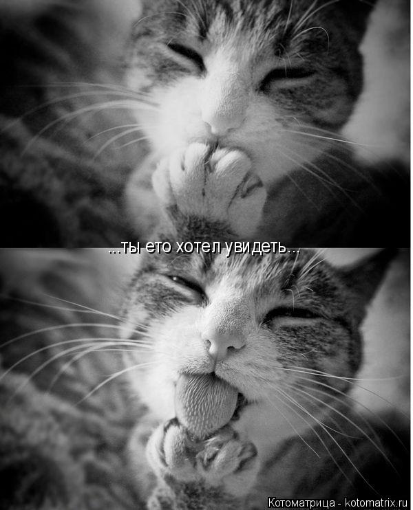 ...ты ето хотел увидеть...... Котоматрица: ...ты ето хотел увидеть...
