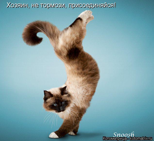 Хозяин, не тормрзт Хозяин, не тормози, присоединяйся!... Котоматрица: Хозяин, не тормрзт Хозяин, не тормози, присоединяйся!