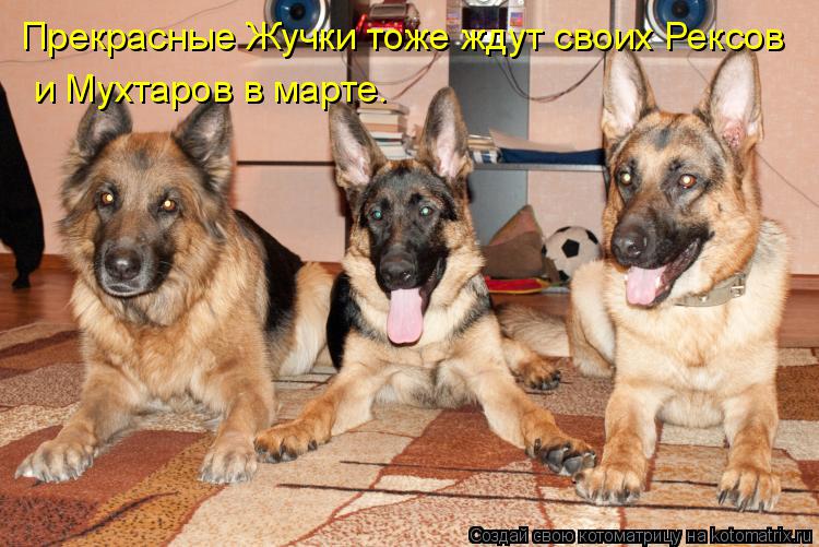 Котоматрица: Прекрасные Жучки тоже ждут своих Рексов  и Мухтаров в марте.