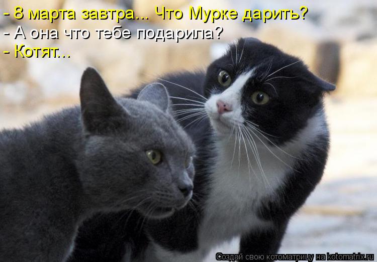 Котоматрица: - 8 марта завтра... Что Мурке дарить? - А она что тебе подарила? - Котят...