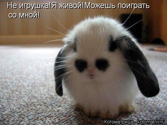 Не игрушка!Я живой!Можешь поиграть со мной!... Котоматрица: Не игрушка!Я живой!Можешь поиграть со мной!