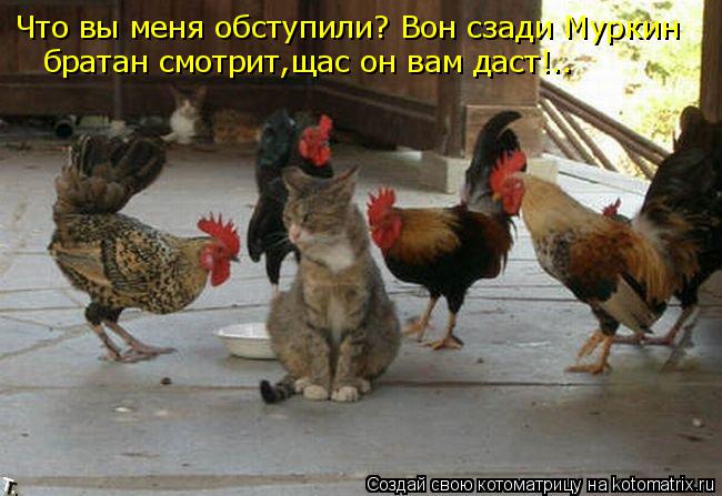 Что вы меня обступили? Вон сзади Муркин братан смотрит,щас он вам даст!..... Котоматрица: Что вы меня обступили? Вон сзади Муркин братан смотрит,щас он вам даст!..