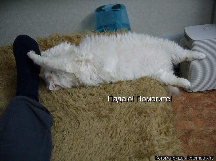 Котоматрица: Падаю! Помогите!