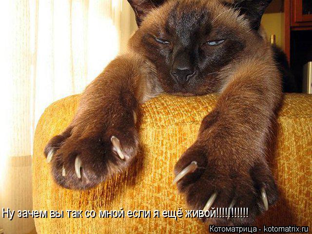 Ну зачем вы так со мной если я ещё живой!!!!!!!!!!!... Котоматрица: Ну зачем вы так со мной если я ещё живой!!!!!!!!!!!