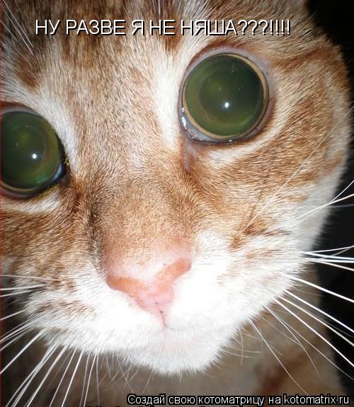 НУ РАЗВЕ Я НЕ НЯША???!!!!... Котоматрица: НУ РАЗВЕ Я НЕ НЯША???!!!!