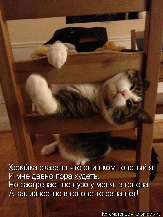 Хозяйка сказала что слишком толстый я, И мне давно пора худеть. Но застревает не пузо у меня, а голов... Котоматрица: Хозяйка сказала что слишком толстый я, И мне давно пора худеть. Но застревает не пузо у меня, а голова. А как известно в голове то сала нет!