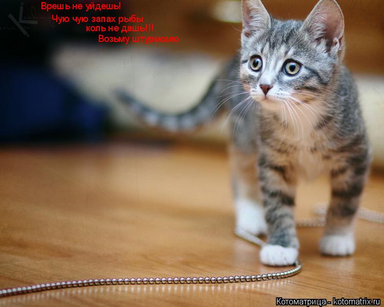 Котоматрица: Врешь не уйдешь! Чую чую запах рыбы коль не дашь!!! Возьму штурмомю