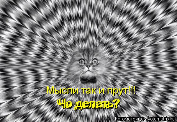Мысли так и прут!!! Чо делать? Чо делать? Чо делать?... Котоматрица: Мысли так и прут!!! Чо делать? Чо делать? Чо делать?
