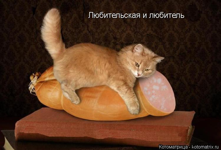 Котоматрица: Любительская и любитель