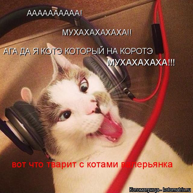 Котоматрица: АААААААААА! МУХАХАХАХАХА!! АГА ДА Я КОТЭ КОТОРЫЙ НА КОРОТЭ вот что тварит с котами валерьянка МУХАХАХАХА!!!