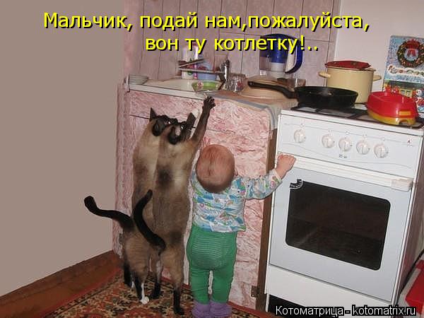 Мальчик, подай нам,пожалуйста, вон ту котлетку!..... Котоматрица: Мальчик, подай нам,пожалуйста, вон ту котлетку!..