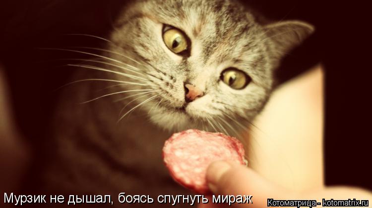 Мурзик не дышал, боясь спугнуть мираж Мурзик не дышал, боясь спугнуть мираж... Котоматрица: Мурзик не дышал, боясь спугнуть мираж Мурзик не дышал, боясь спугнуть мираж