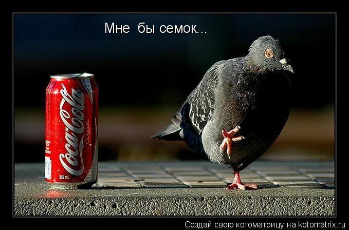 Котоматрица: Мне  бы семок...