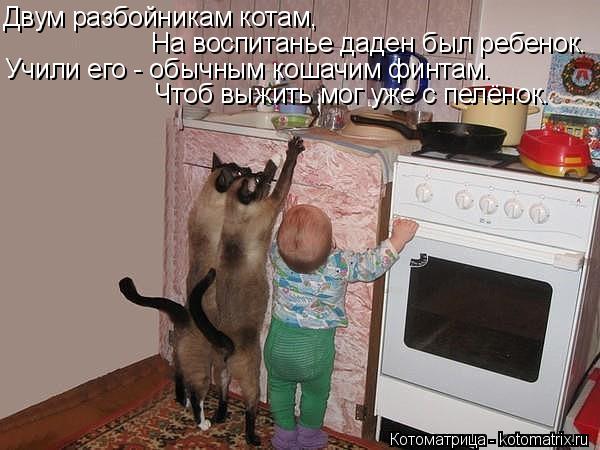 Котоматрица: Двум разбойникам котам, На воспитанье даден был ребенок. Учили его - обычным кошачим финтам. Чтоб выжить мог уже с пелёнок.