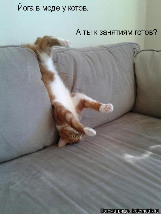 Йога в моде у котов. А ты к занятиям готов?... Котоматрица: Йога в моде у котов. А ты к занятиям готов?