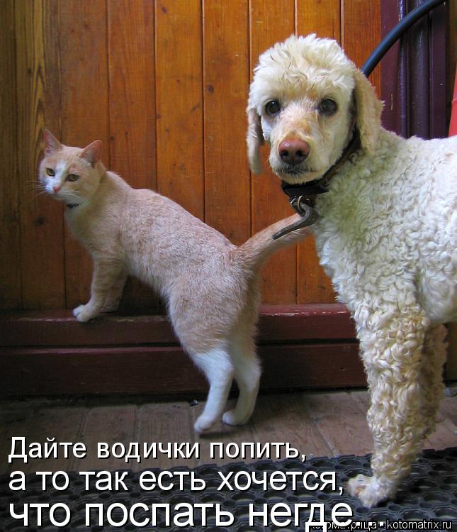 Котоматрица: Дайте водички попить, а то так есть хочется, что поспать негде...