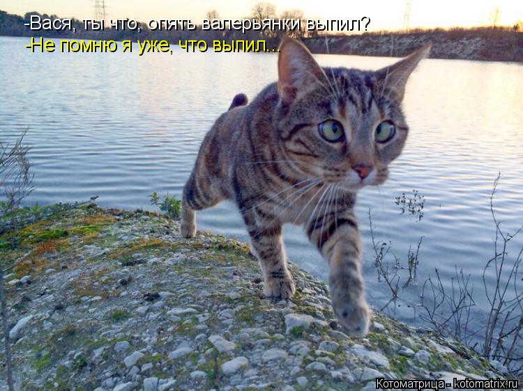 Котоматрица: -Вася, ты что, опять валерьянки выпил? -Не помню я уже, что выпил...
